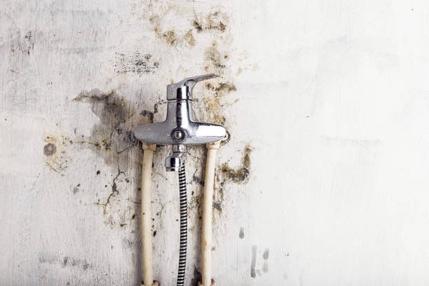 Mold Removal and Inspection in Veedersburg, IN