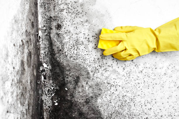 Best Black Mold Removal  in Veedersburg, IN