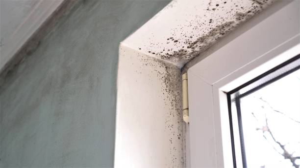 Best Emergency Mold Removal  in Veedersburg, IN