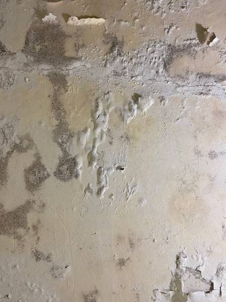 Best Attic Mold Removal  in Veedersburg, IN