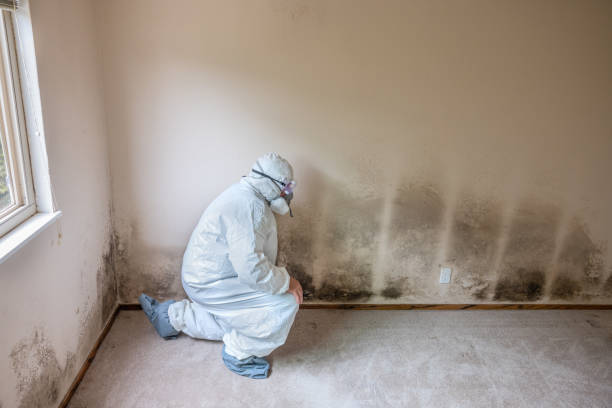 Best Local Mold Removal Service  in Veedersburg, IN
