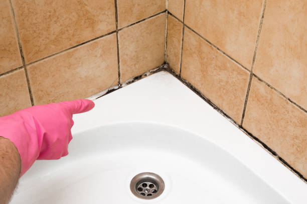 Best Same-Day Mold Removal  in Veedersburg, IN