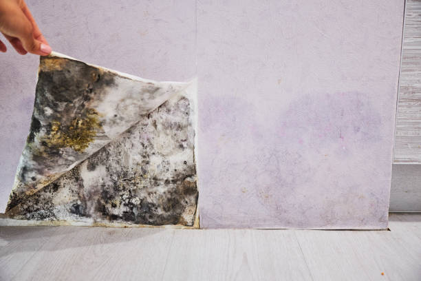 Best Residential Mold Removal  in Veedersburg, IN